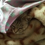 我が家のムードメーカー