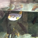 スライド系jQueryプラグイン(slick等)で一瞬表示が乱れるのを防ぐ方法