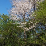 ちょっと遅れて桜を見てきたよ