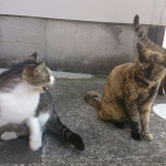 “慌てず対応”が大事