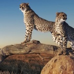 WP Fastest Cache の .htaccess を読み解いて、キャッシュの仕組みを見てみる