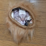 買うか買わないか迷う