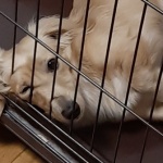 豪雪になりませんように!