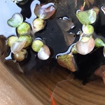 寒波を乗り越えたメダカ