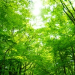 明日から上映開始