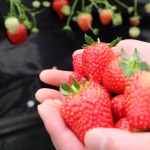 城下町・松江に現れた新しいお城!?