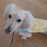 狂犬病予防接種へ行ってきました。