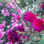 『ばらまつり』