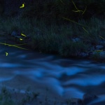 蛍の時期ですが