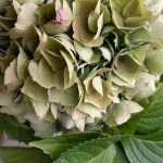 梅雨明けはいつ？