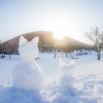 毎年恒例のおみくじ