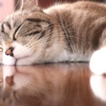 今年は『スーパー猫の日』