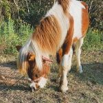 山陰キャンプマガジンvol.11