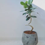 植物のある暮らし